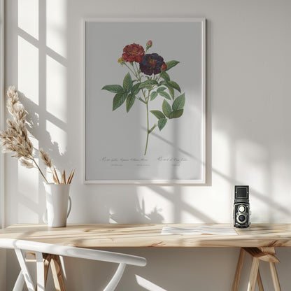 Rose of Van Eeden, Les Roses (1817–1824) - Poster / Art Print - interiör