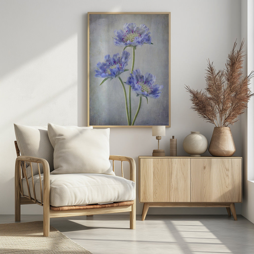 Scabiosa - Poster / Art Print - interiör