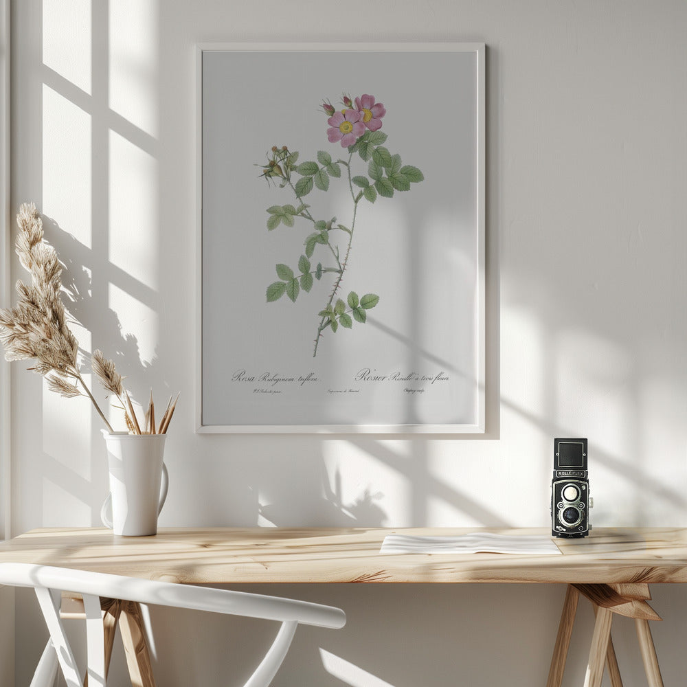Sweetbriar, Les Roses (1817–1824) - Poster / Art Print - interiör