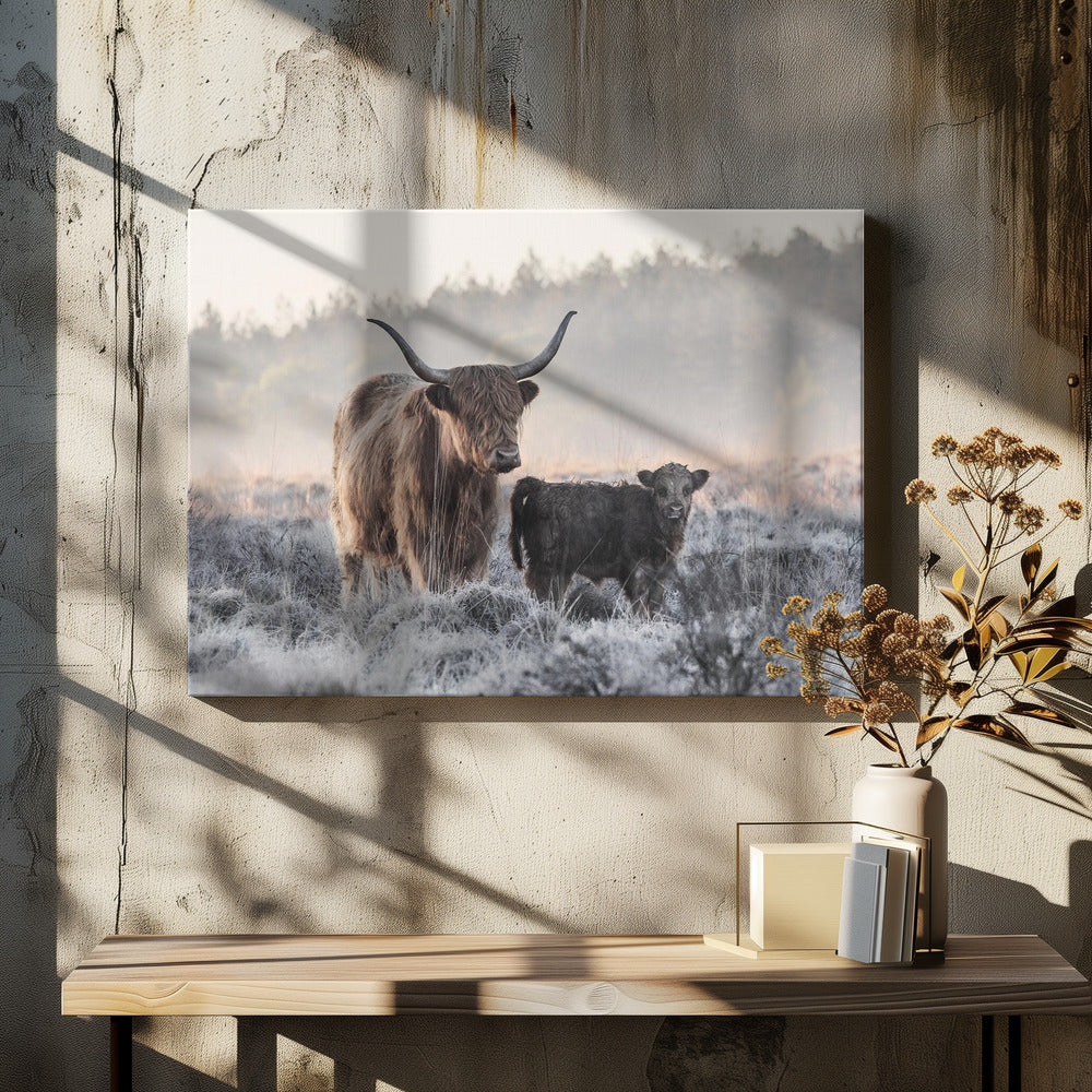 Highlander and Calf - Poster / Art Print - interiör