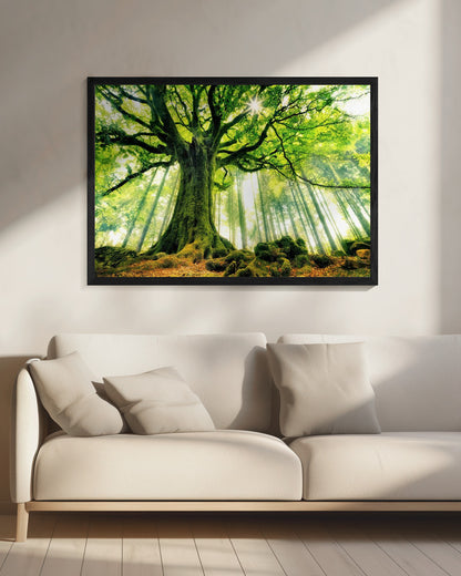 Ponthus' Beech - Poster / Art Print - interiör