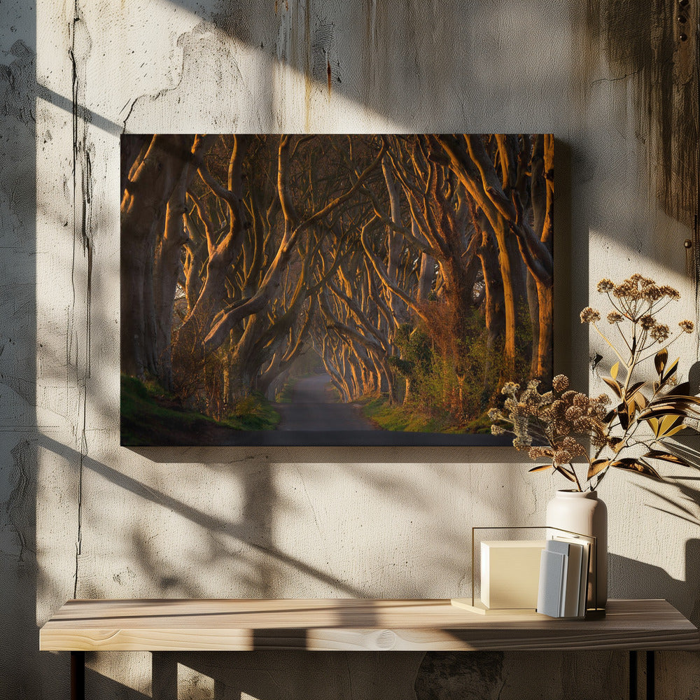 The Dark Hedges in the Morning Sunshine - Poster / Art Print - interiör
