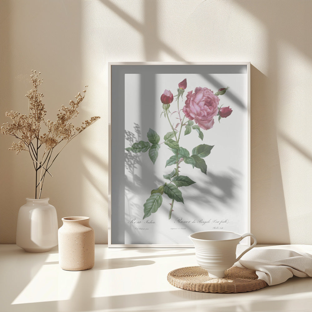 Provence Rose, Les Roses (1817–1824) - Poster / Art Print - interiör