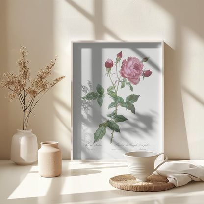 Provence Rose, Les Roses (1817–1824) - Poster / Art Print - interiör