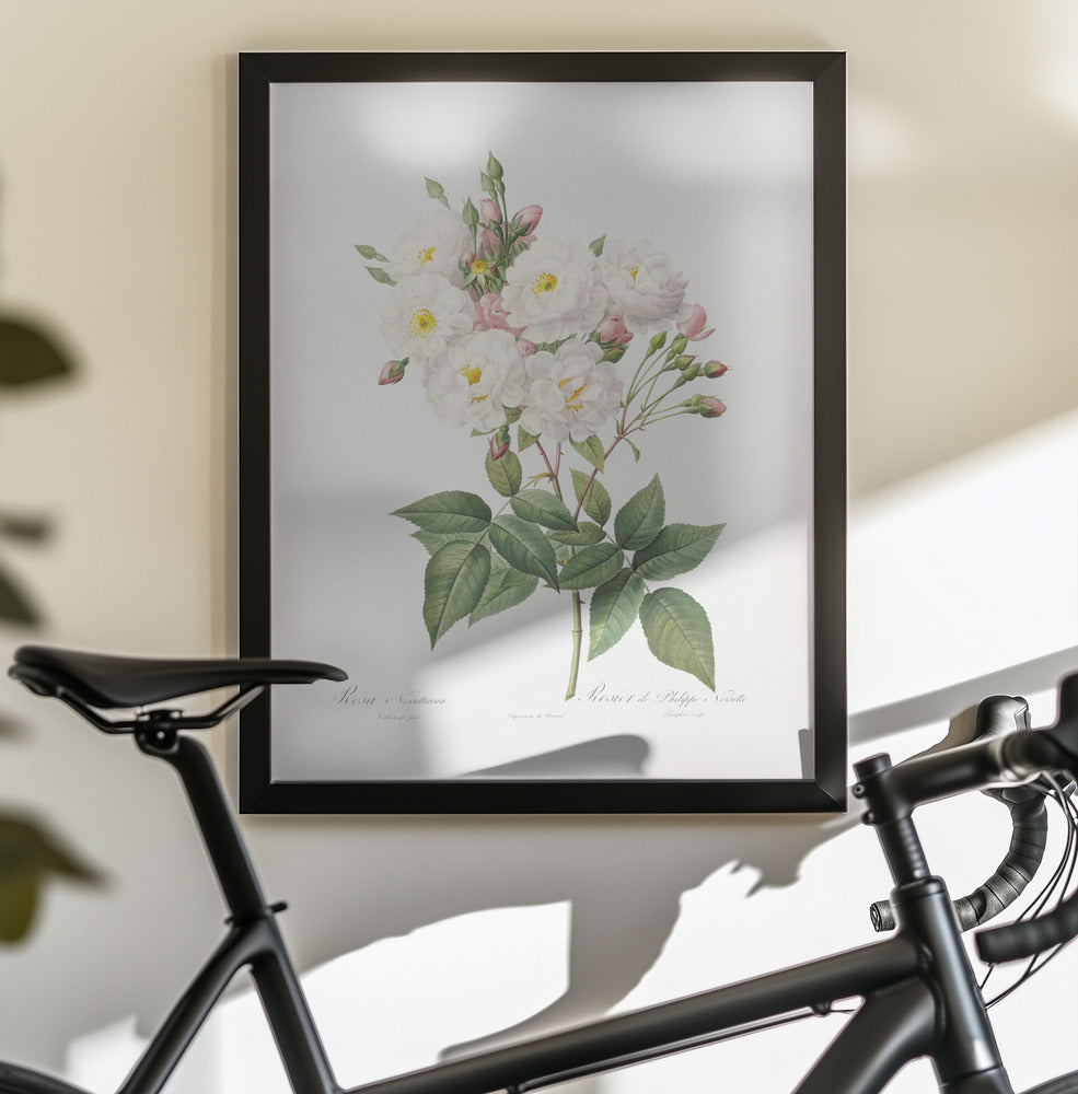 Rosa × Noisettiana, Les Roses (1817–1824) - Poster / Art Print - interiör