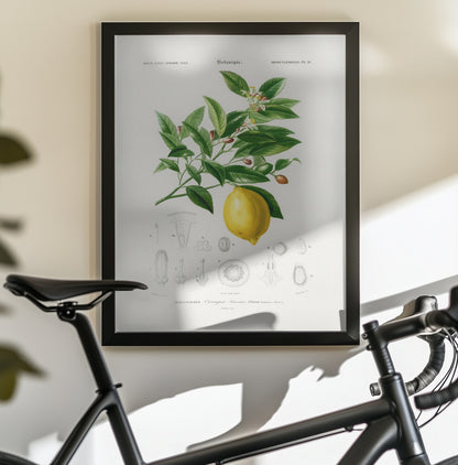 Lemon (citrus Limonium) - Poster / Art Print - interiör