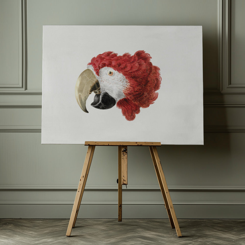 Macaw - Poster / Art Print - interiör