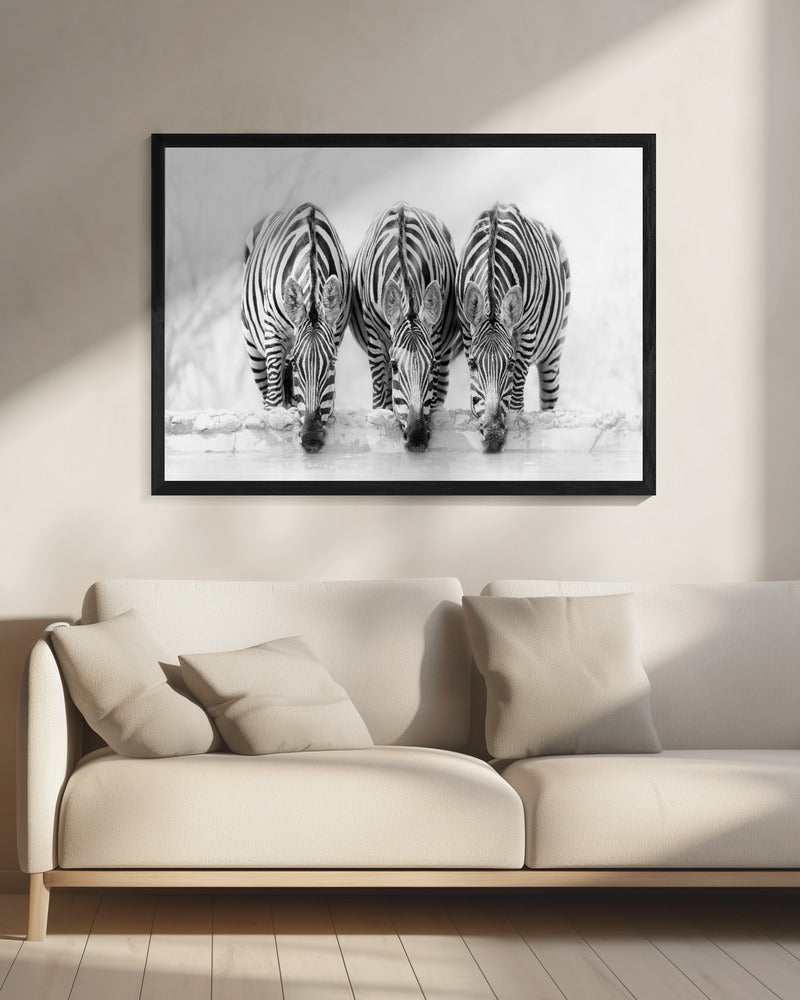 Zebras - Poster / Art Print - interiör