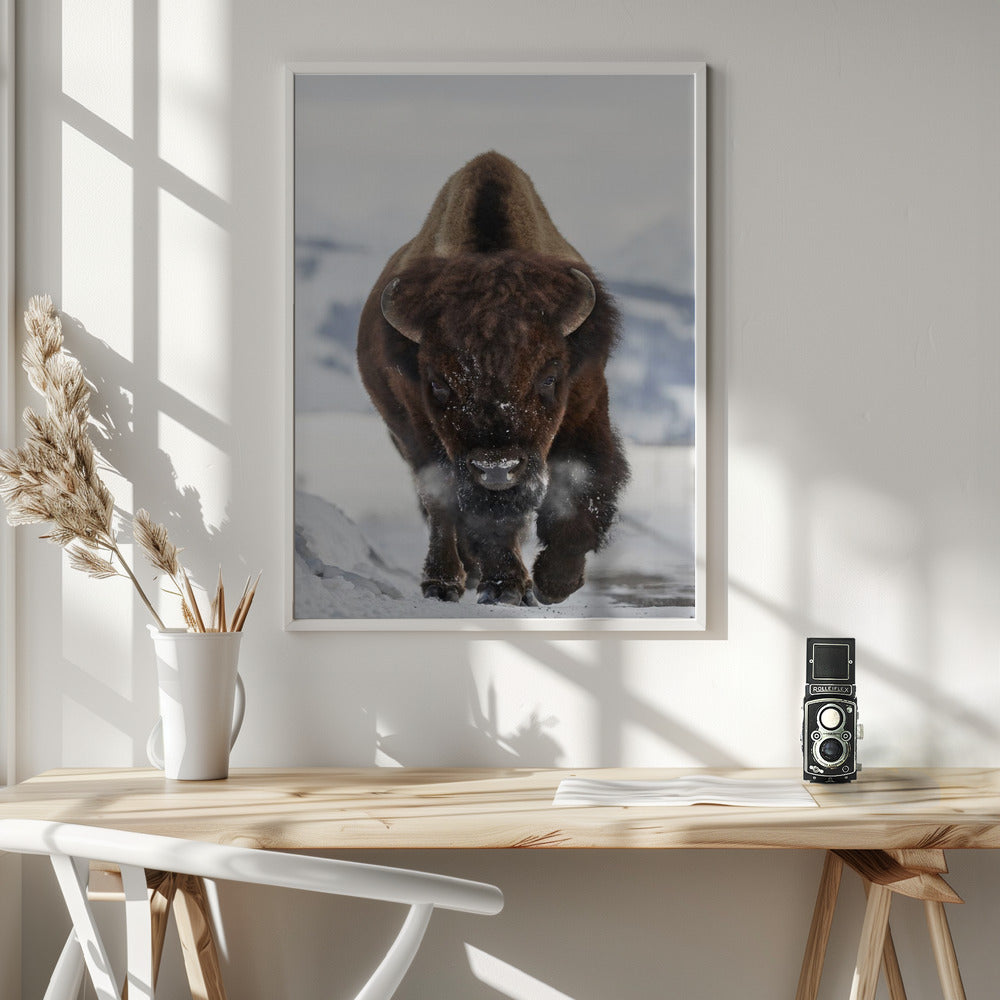 Bison Incoming - Poster / Art Print - interiör