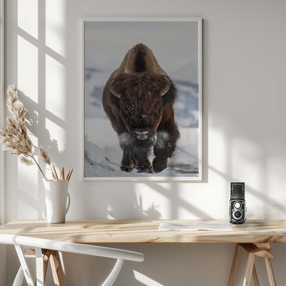 Bison Incoming - Poster / Art Print - interiör