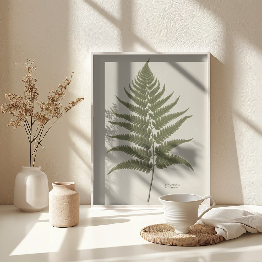 Dryopteris Filix Mas - Poster / Art Print - interiör