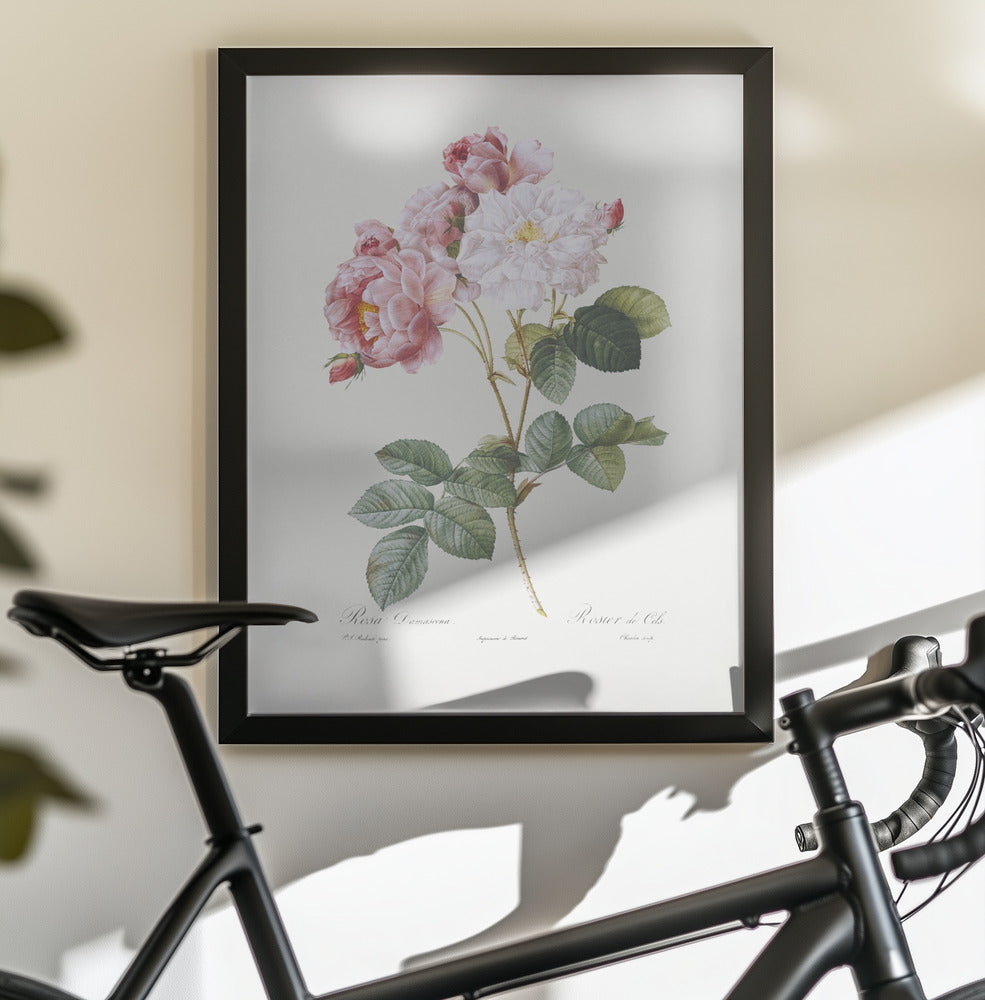 Rosebush, Les Roses (1817–1824) - Poster / Art Print - interiör