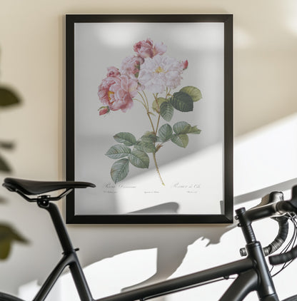 Rosebush, Les Roses (1817–1824) - Poster / Art Print - interiör