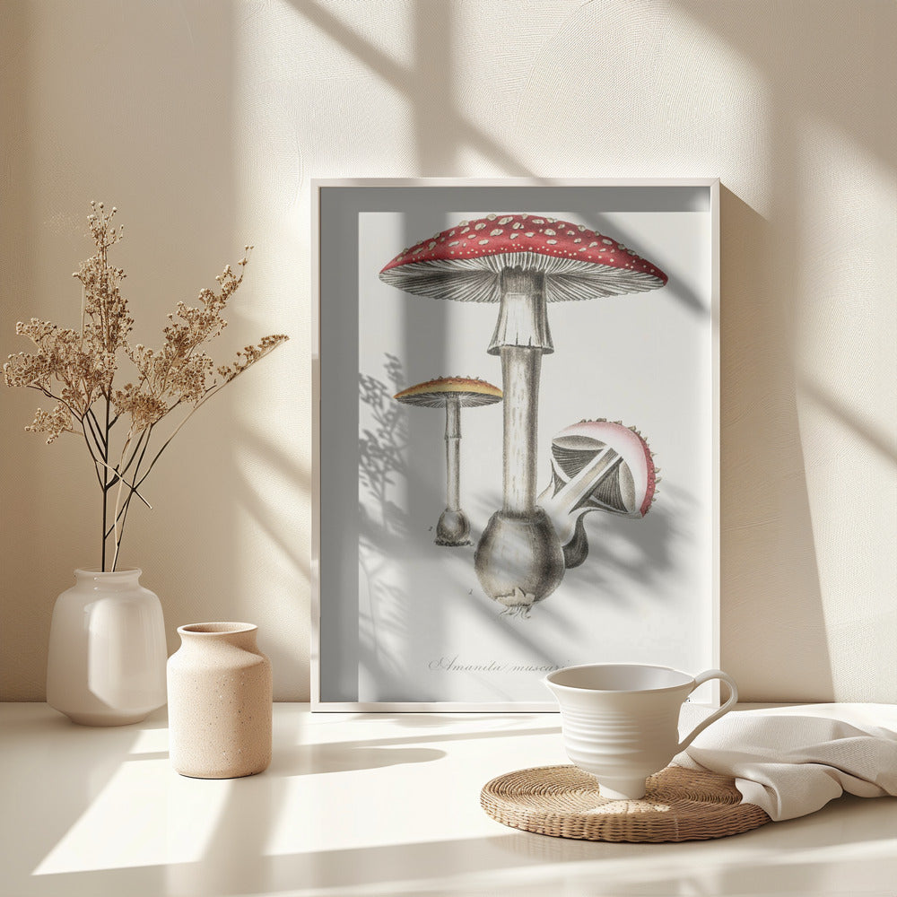 Amanita Muscaria Illustration. Medical Botany 1836 - Poster / Art Print - interiör