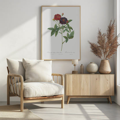 Rose of Van Eeden, Les Roses (1817–1824) - Poster / Art Print - interiör