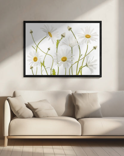 Ox eye Daisies - Poster / Art Print - interiör