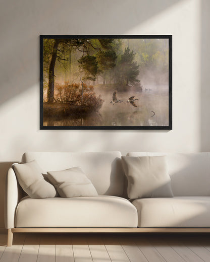 Goose fight - Poster / Art Print - interiör