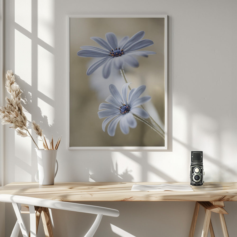 Cape daisies - Poster / Art Print - interiör