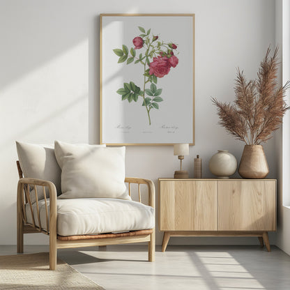 Turnip Roses, Les Roses (1817–1824) - Poster / Art Print - interiör