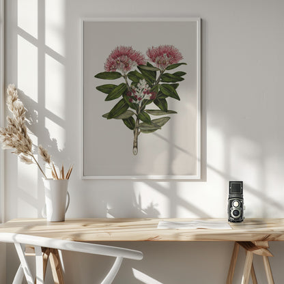 Pohutukawa   Metrosideros Tomentosa Drawn By Sarah Featon (1848–1927) - Poster / Art Print - interiör