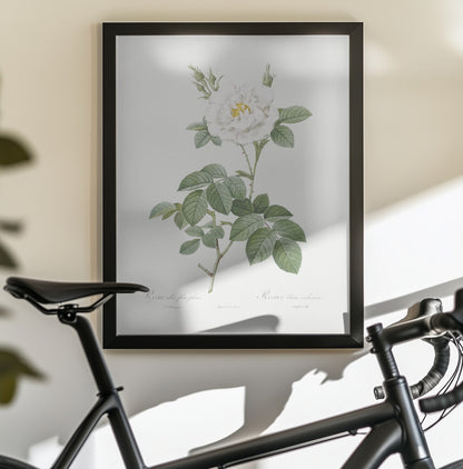 Rosa Alba Flore Pleno, Les Roses (1817–1824) - Poster / Art Print - interiör