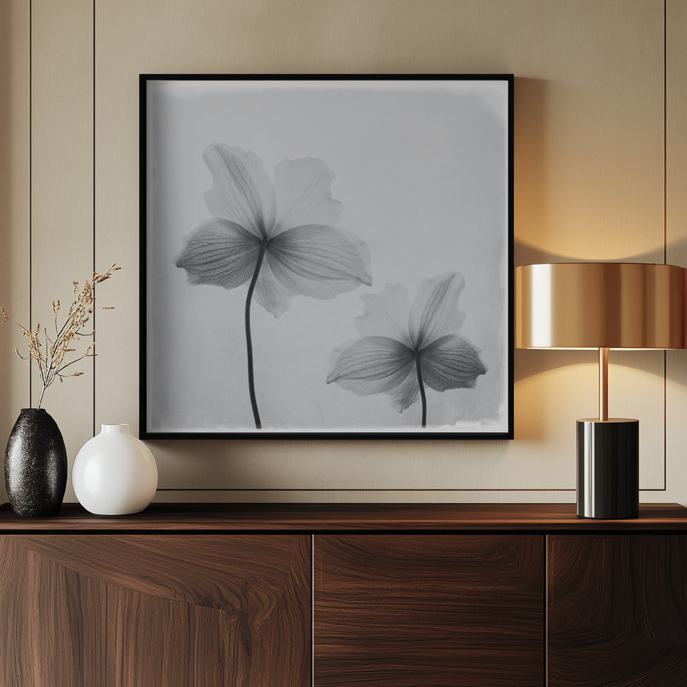Anemone hupehensis - Poster / Art Print - interiör
