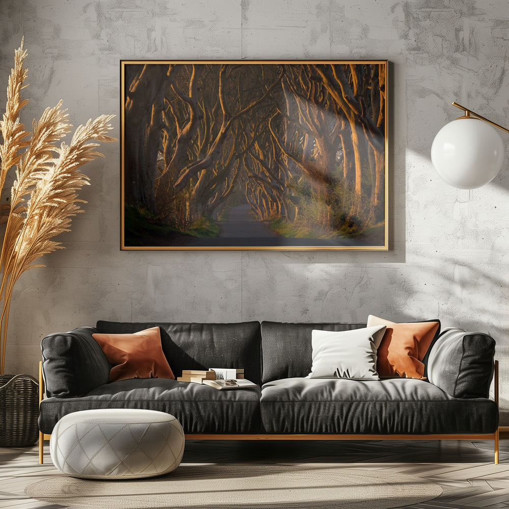 The Dark Hedges in the Morning Sunshine - Poster / Art Print - interiör