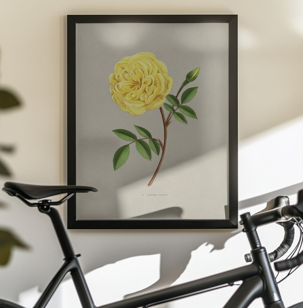 Rose Madame Falcot - Poster / Art Print - interiör