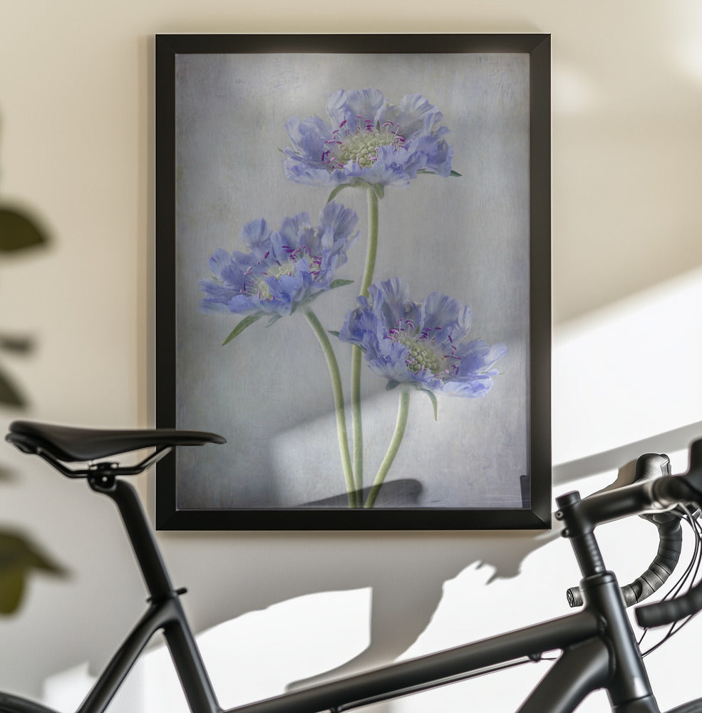 Scabiosa - Poster / Art Print - interiör
