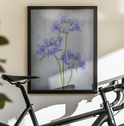 Scabiosa - Poster / Art Print - interiör