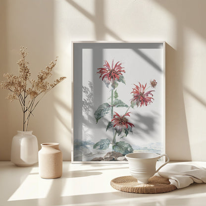 A Red Bergamot In a Landscape - Poster / Art Print - interiör