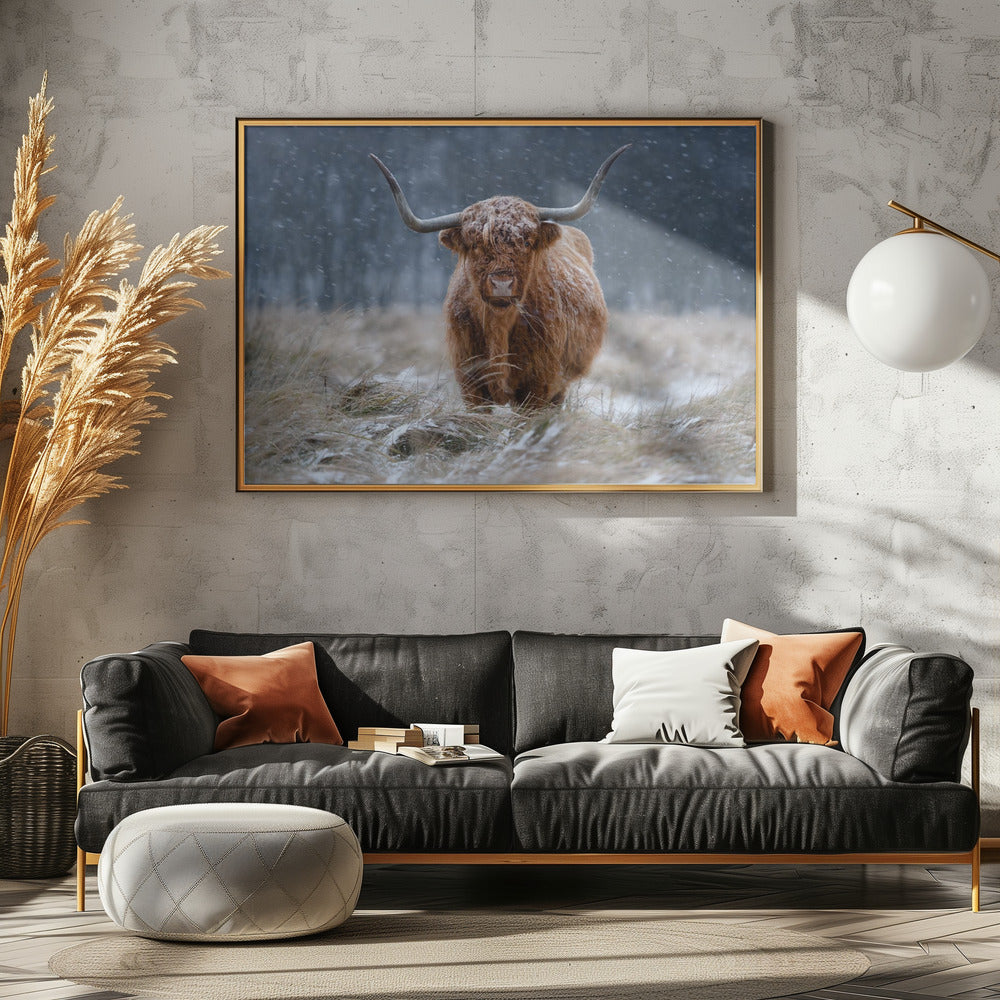 Snowy Highland cow - Poster / Art Print - interiör