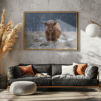 Snowy Highland cow - Poster / Art Print - interiör