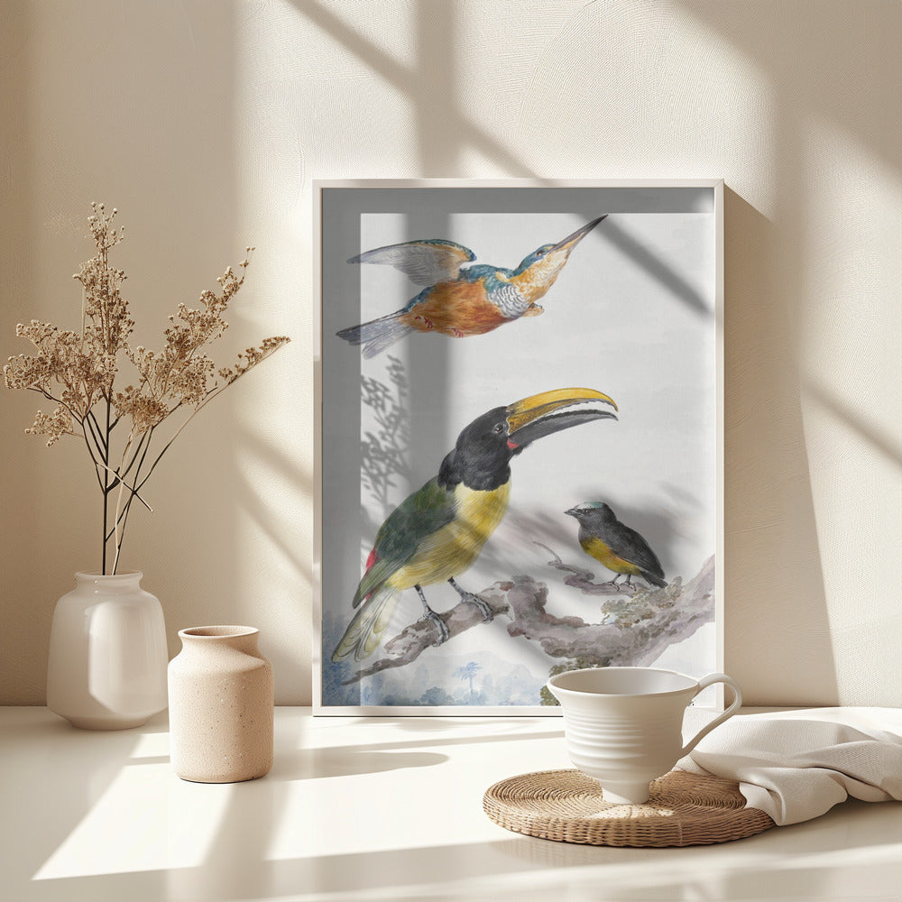 Three Birds  a Kingfisher, a Prince Von Wied's Toucan and an Sparrow - Poster / Art Print - interiör