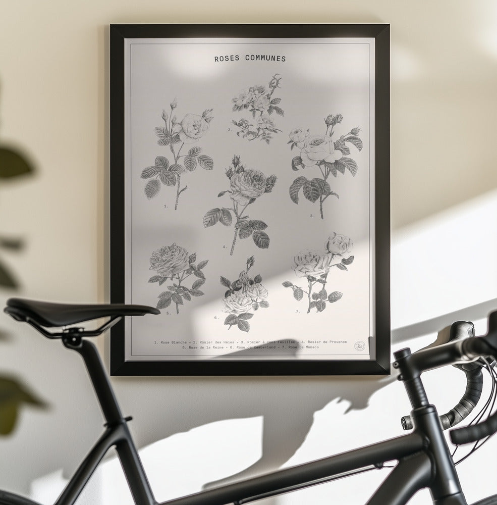Roses - Poster / Art Print - interiör