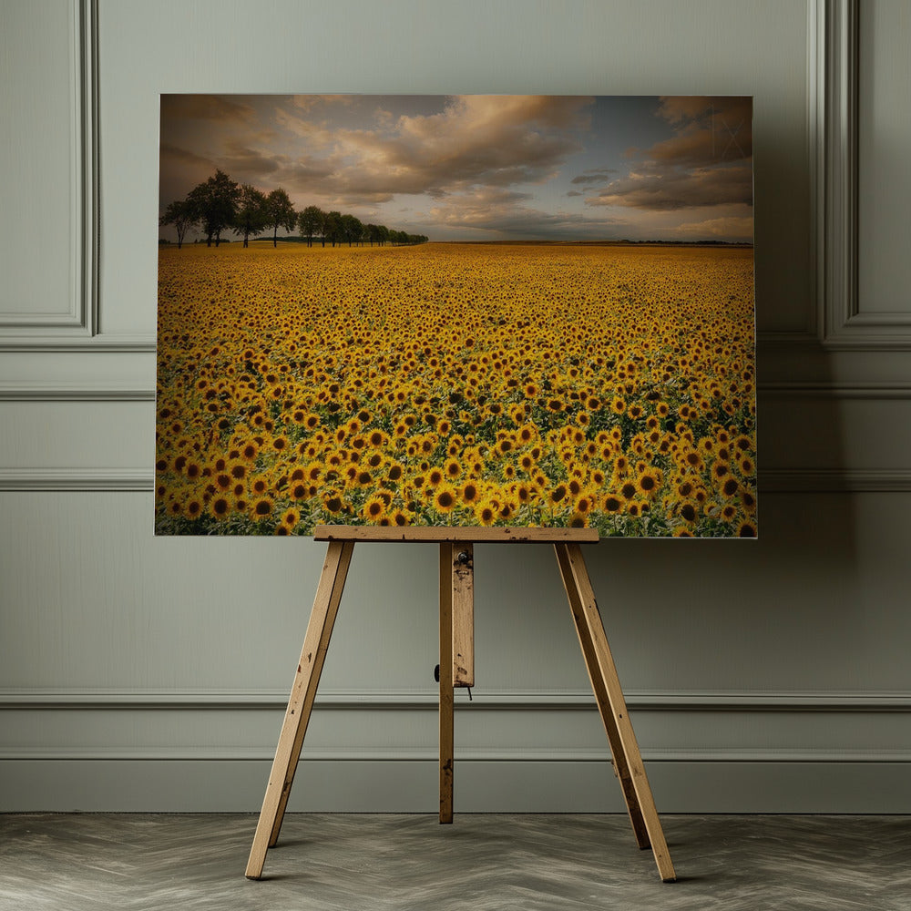 Sunflowers - Poster / Art Print - interiör