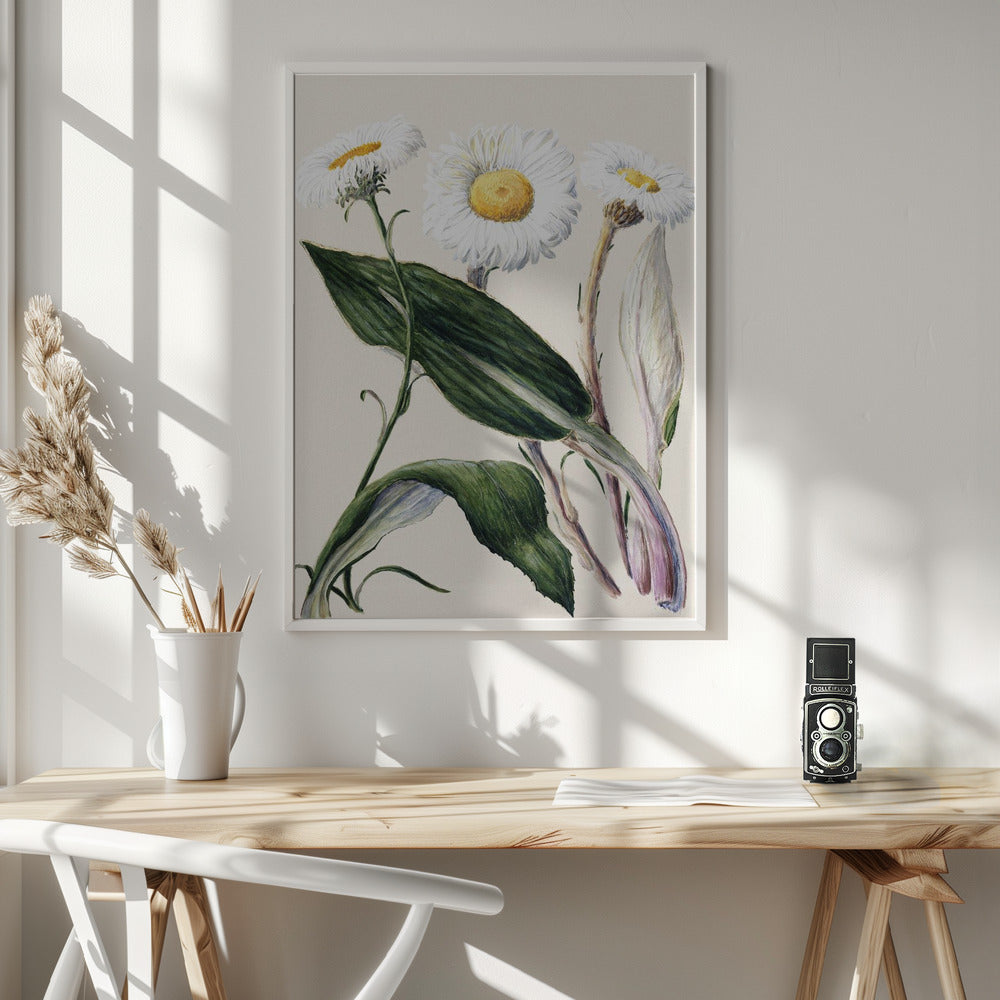 New Zealand Mountain Daisies Drawn By Sarah Featon (1848–1927 - Poster / Art Print - interiör