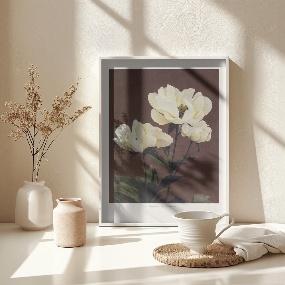 Hærdaceous Peony - Poster / Art Print - interiör