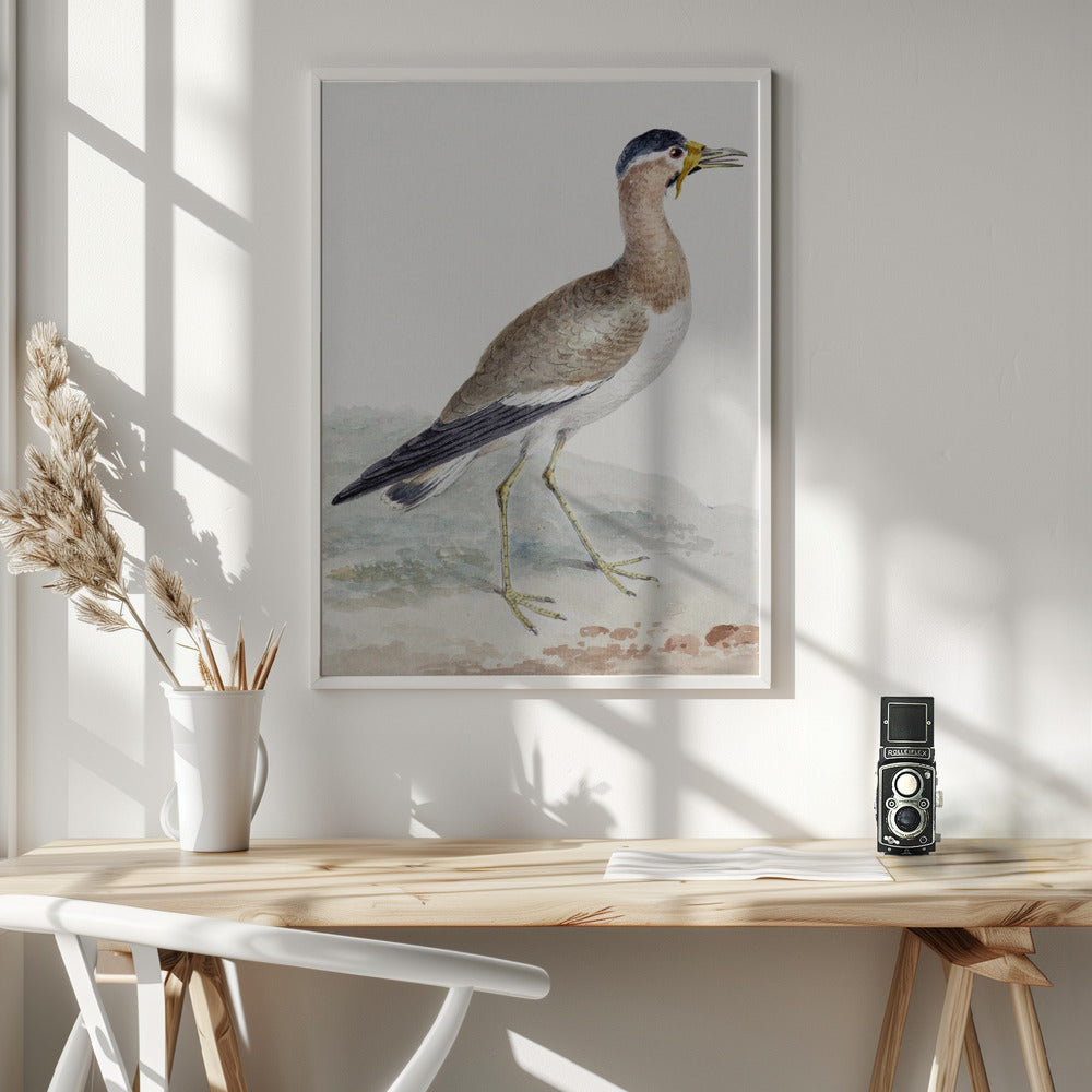 A Yellow Wattled Lapwing - Poster / Art Print - interiör