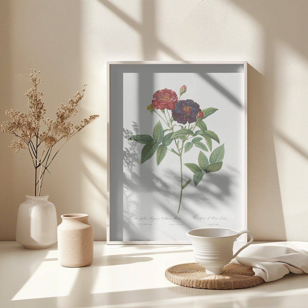 Rose of Van Eeden, Les Roses (1817–1824) - Poster / Art Print - interiör