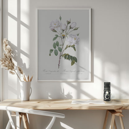 Rosa Gallica Pontiana, Les Roses (1817–1824) - Poster / Art Print - interiör