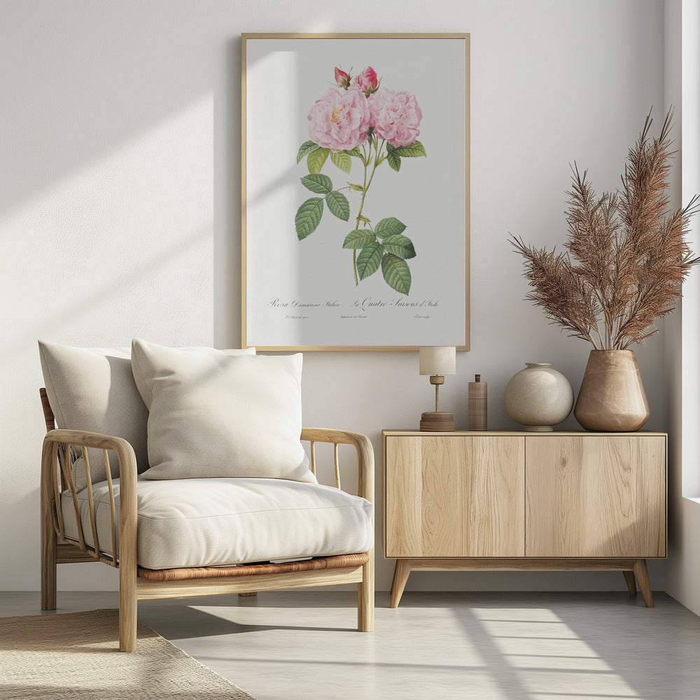 Rosa Bifera Officinalis, Les Roses (1817–1824) - Poster / Art Print - interiör