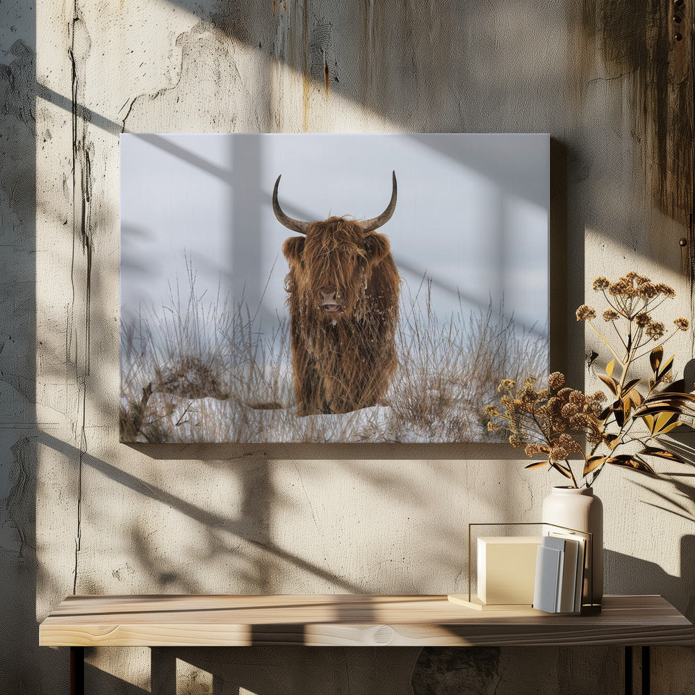 Highlander in Snow - Poster / Art Print - interiör