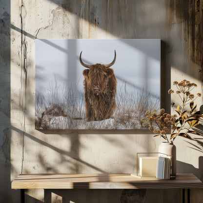 Highlander in Snow - Poster / Art Print - interiör