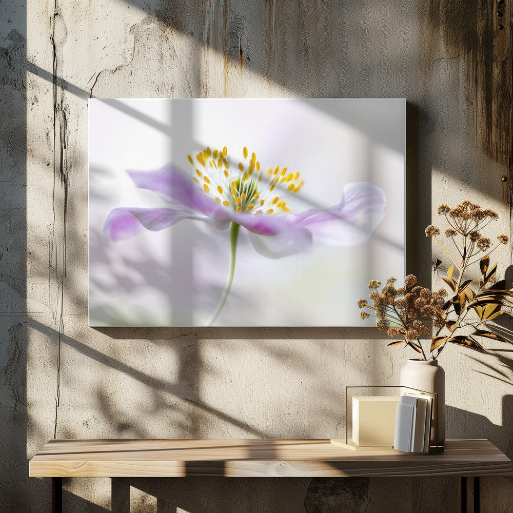 Wood Anemone - Poster / Art Print - interiör