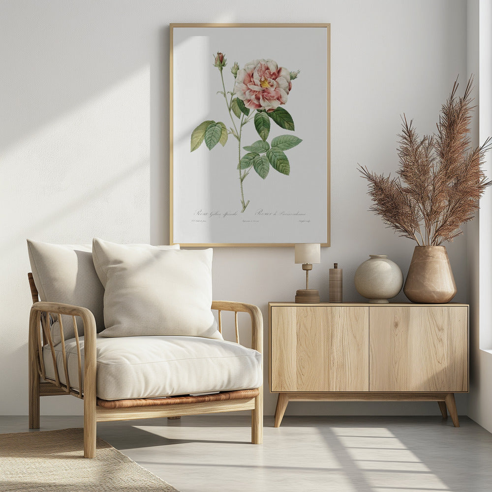 Rosa Gallica (1817–1824), Les Rose - Poster / Art Print - interiör