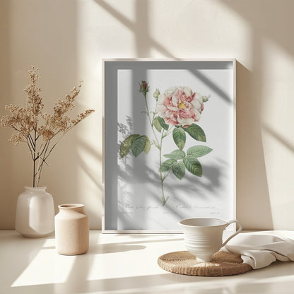 Rosa Gallica (1817–1824), Les Rose - Poster / Art Print - interiör