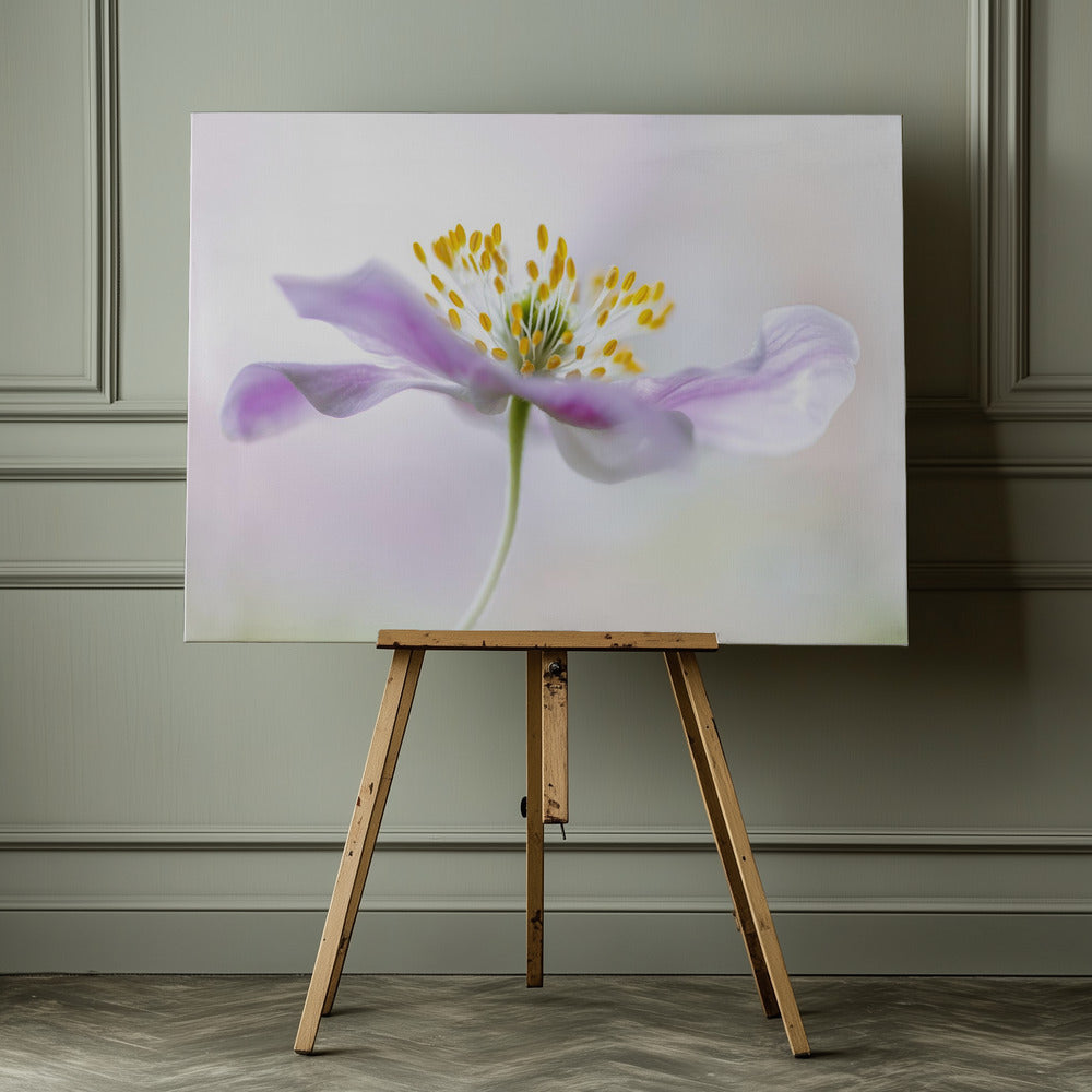 Wood Anemone - Poster / Art Print - interiör