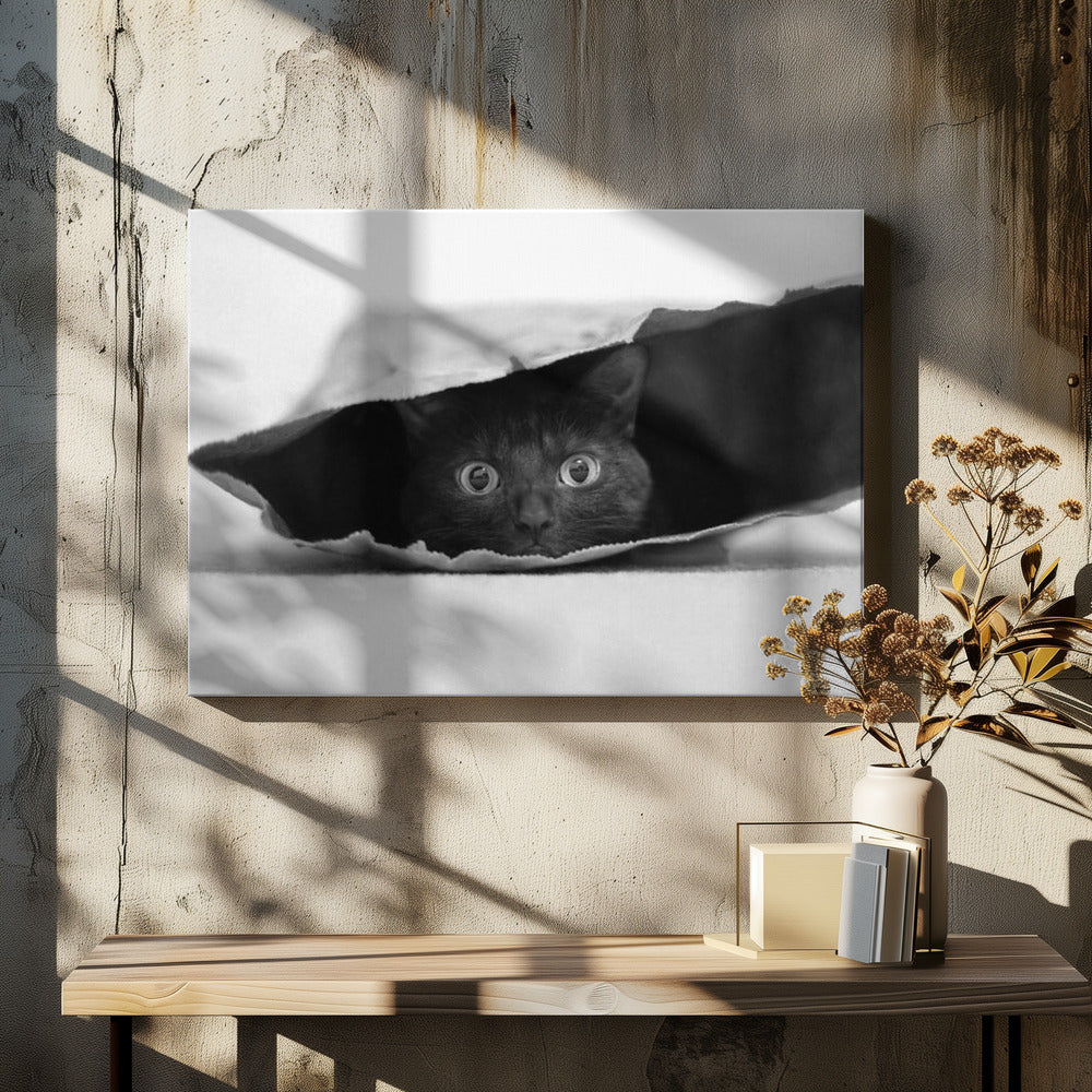 Cat in a bag - Poster / Art Print - interiör