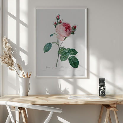 Rosier a Cent Feuilles, From Les Roses - Poster / Art Print - interiör